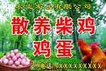 鸡蛋