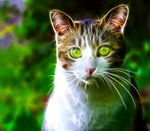 光感小猫