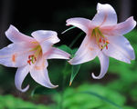 百合花