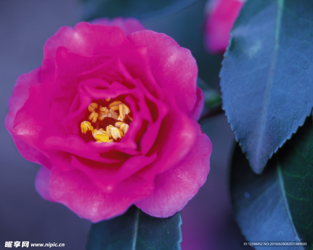 山茶花