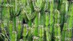 植物仙人掌