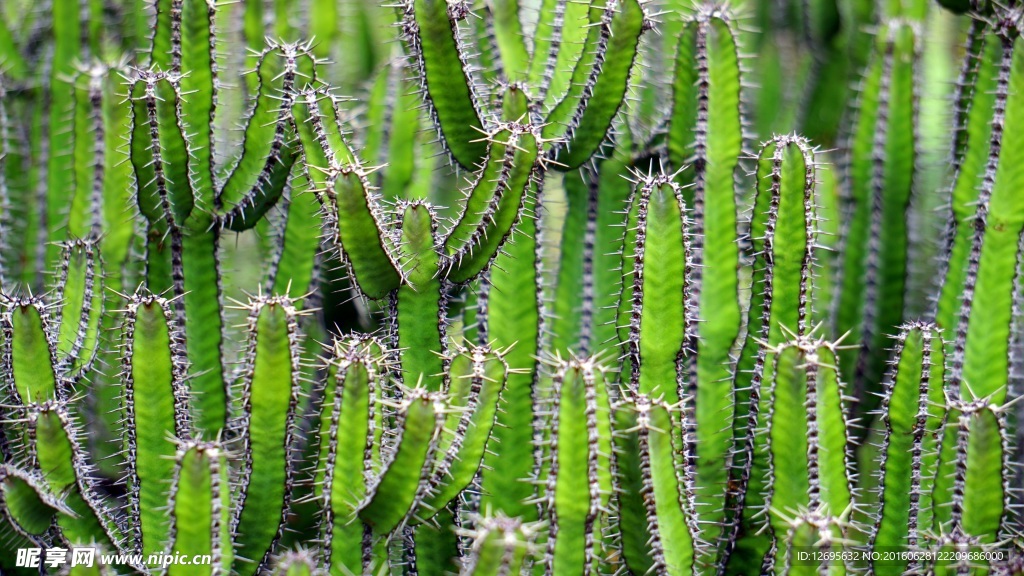 植物仙人掌