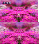 梦幻花朵背景AVI视频