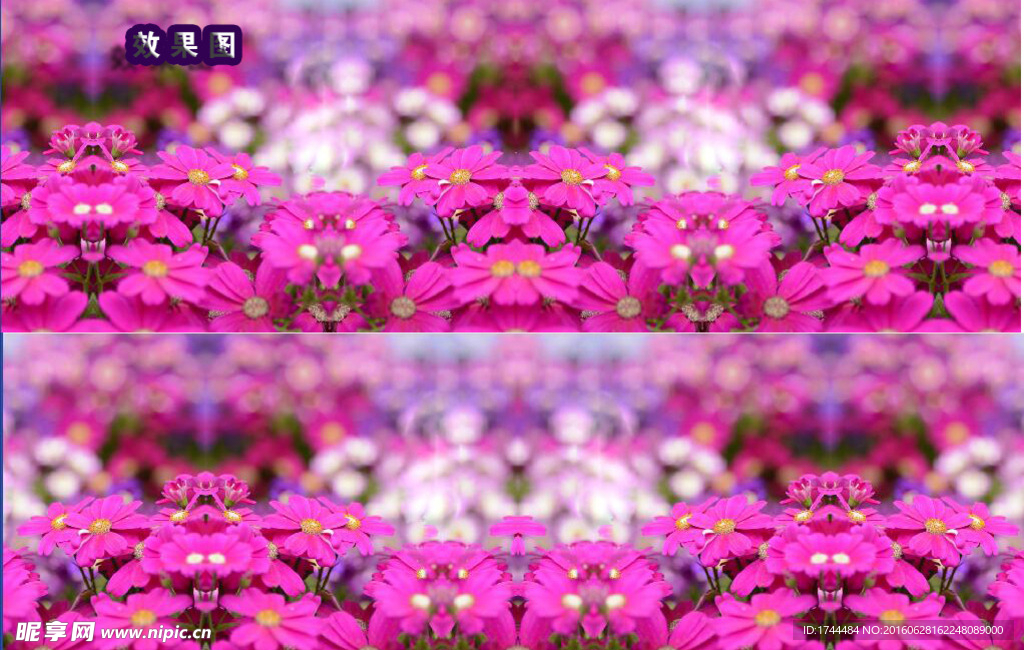 粉色花朵炫彩背景视频