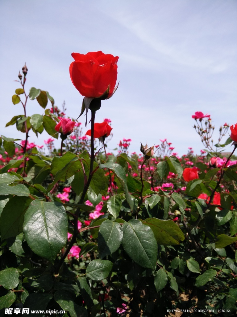 月季花