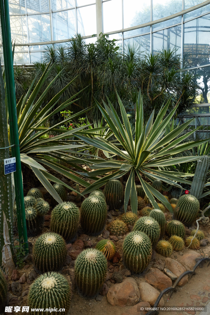 室内植物景观