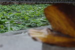 荷叶