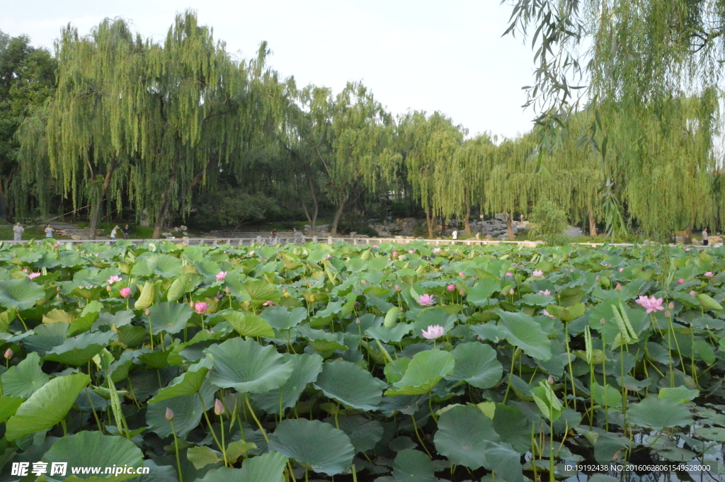 陶然亭风景