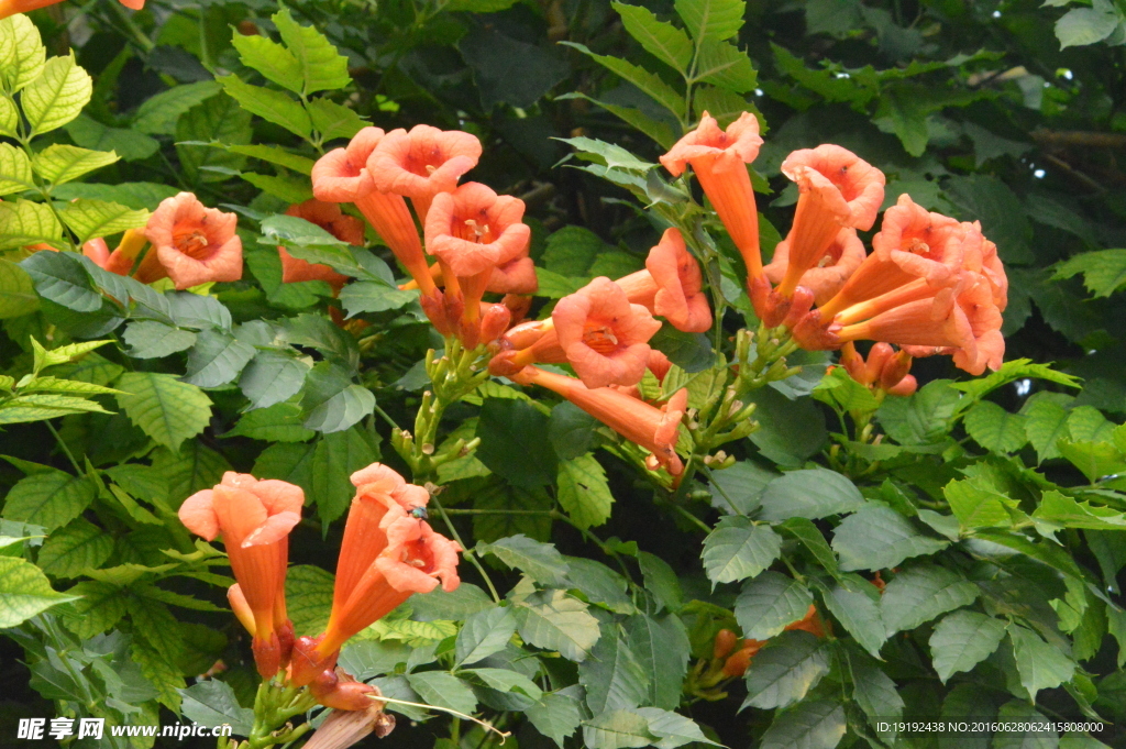 凌霄花