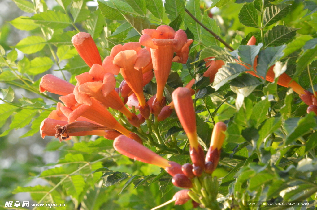 凌霄花