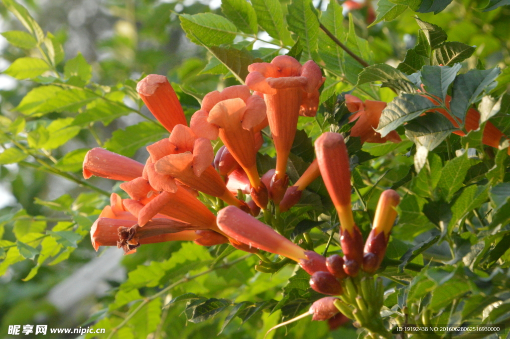 凌霄花