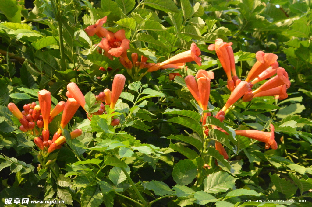 凌霄花