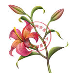 手绘花