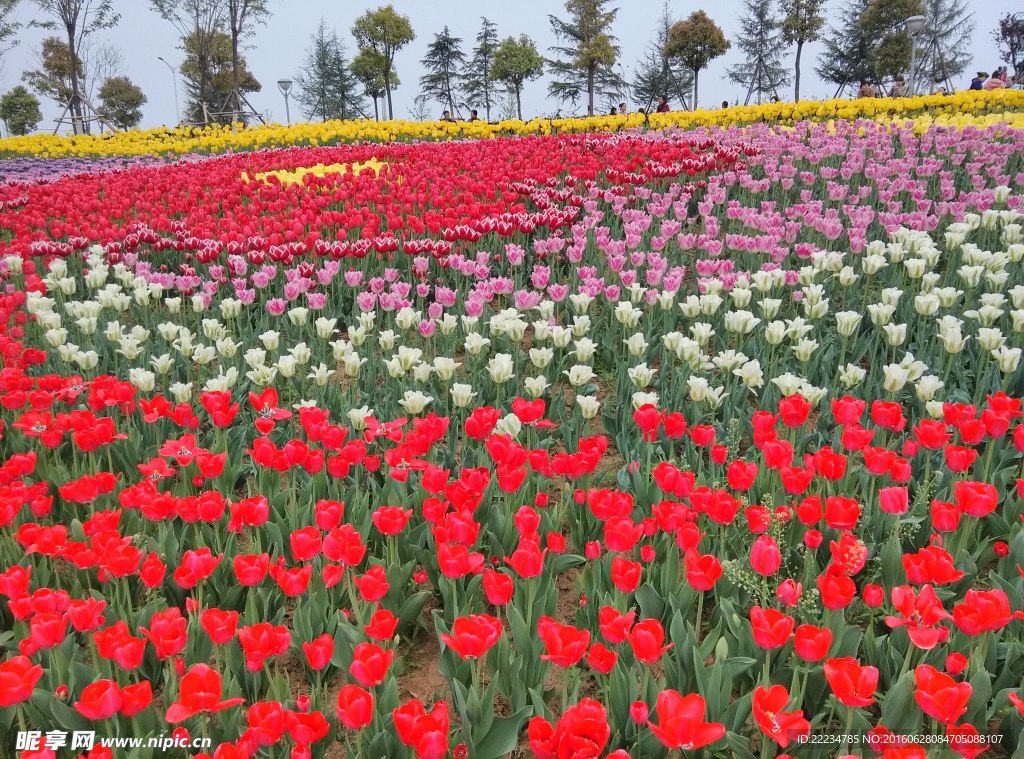 郁金香 鲜花 花海