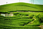 茶山