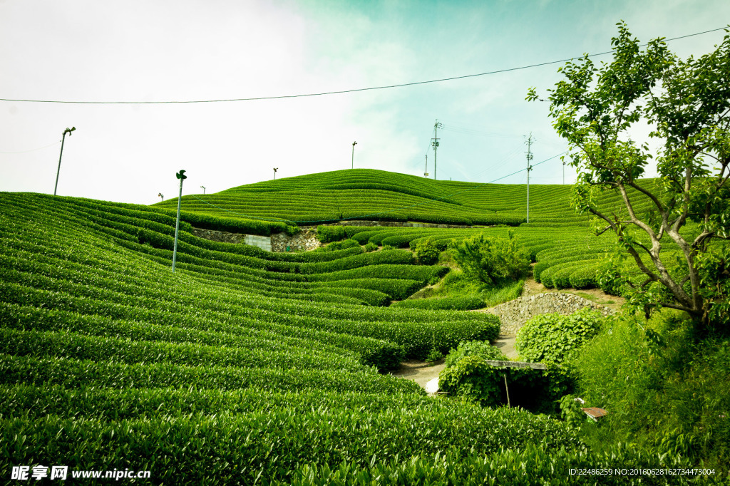 茶山