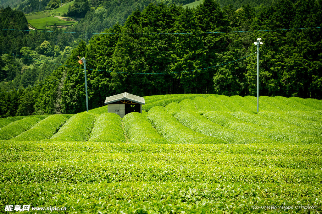 茶园