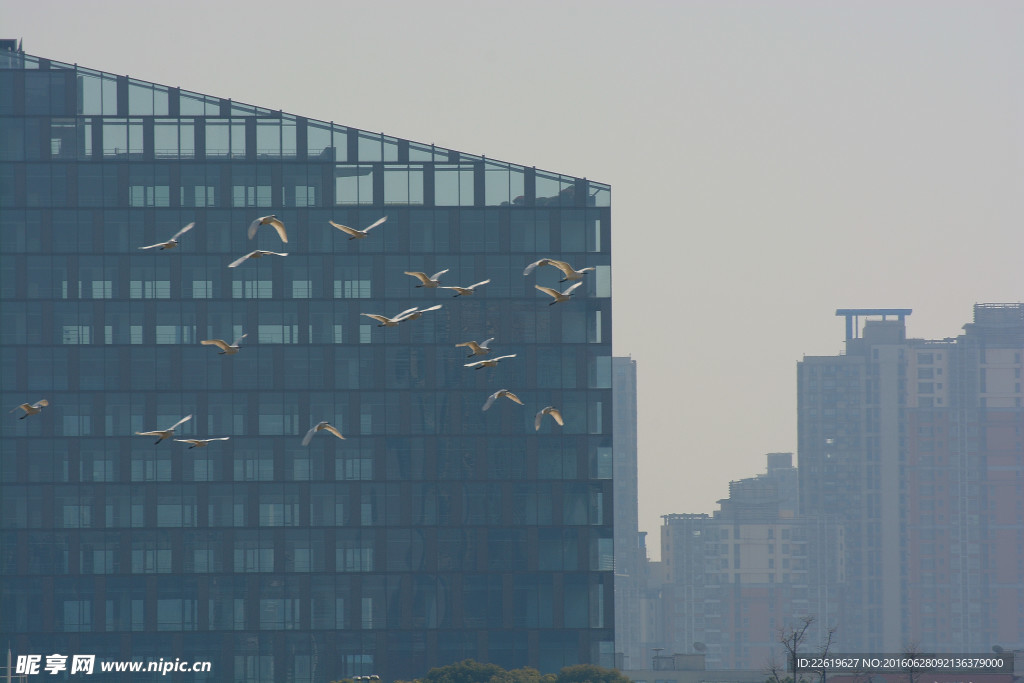 海鸥群