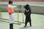 狗熊表演