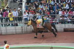 骑马表演