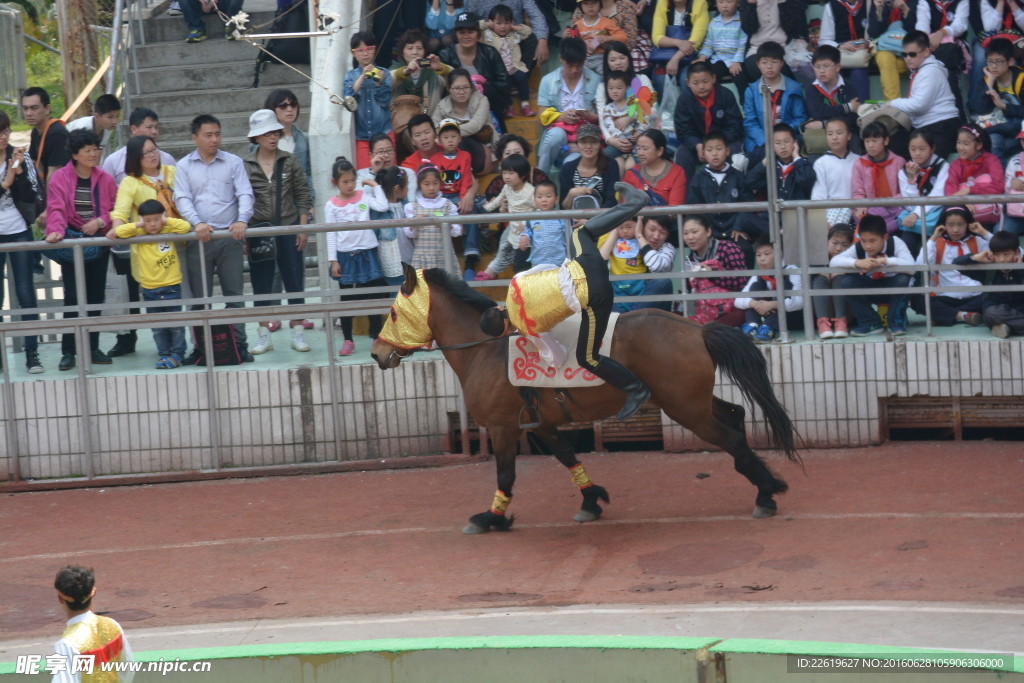 骑马表演