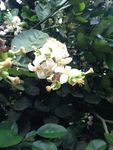 鲜花摄影