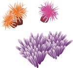 珊瑚 海洋生物