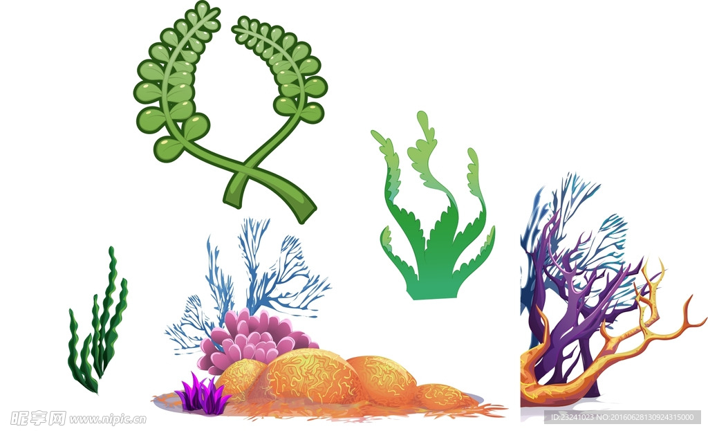 珊瑚海藻