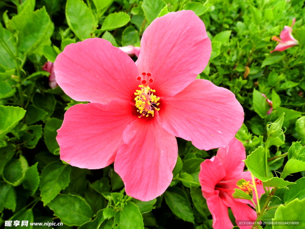 扶桑花