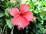 扶桑花