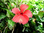 扶桑花
