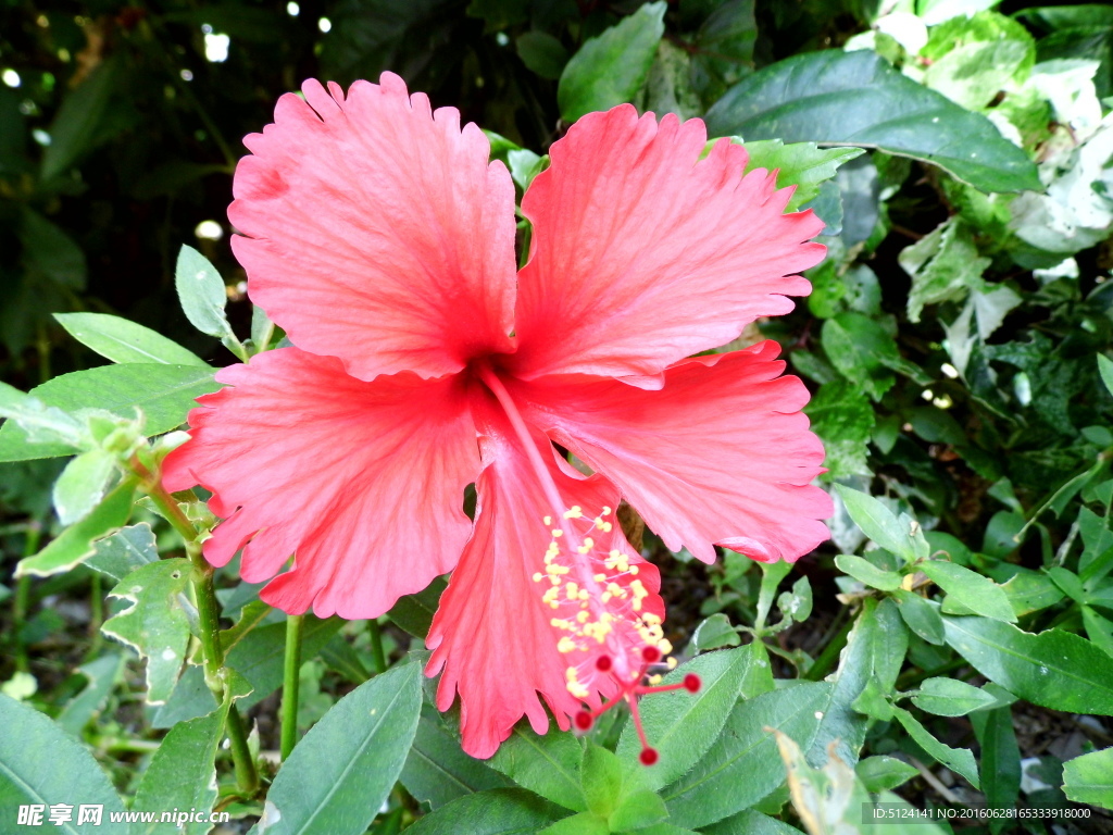 扶桑花
