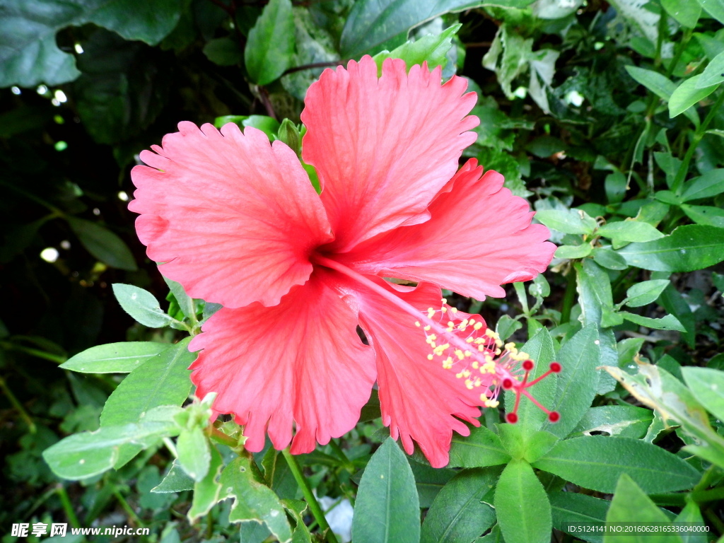 花卉