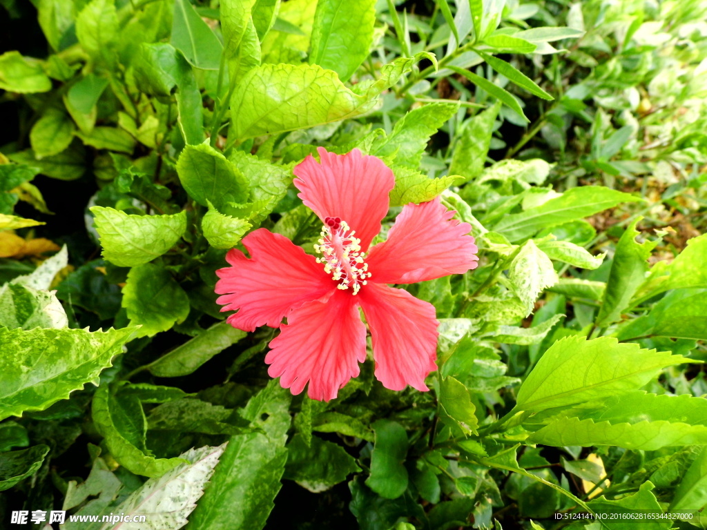 花卉
