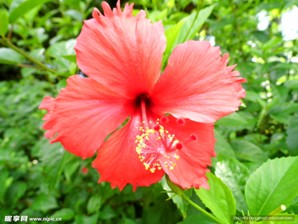 花卉