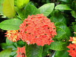 花卉