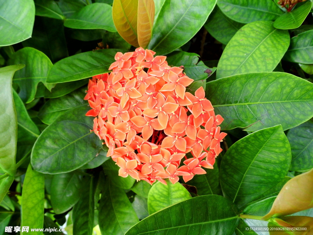 花卉