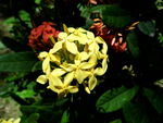 花卉