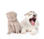 猫狗