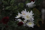 白菊