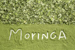 moringa粉末