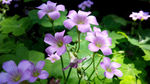 花朵壁纸