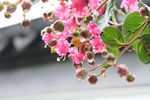 雨中花束