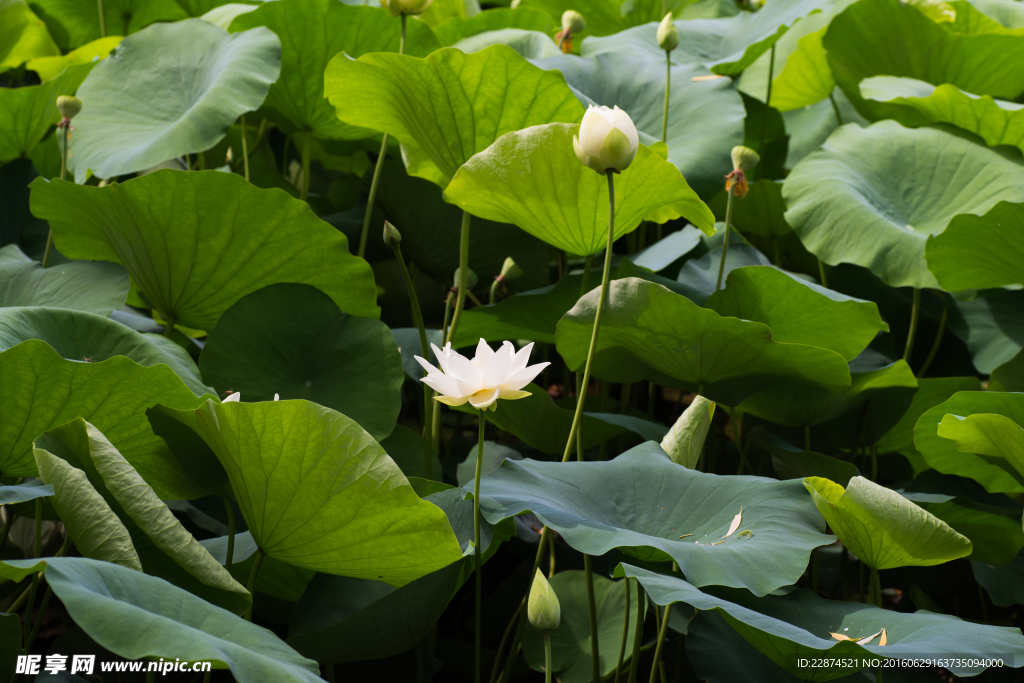 莲花