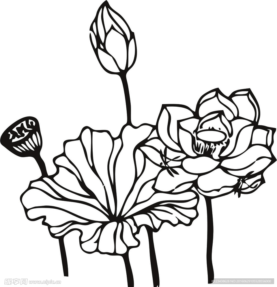 荷花