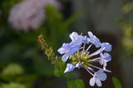 蓝雪花