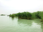 沙湖湿地