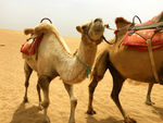 沙漠沙湖里的骆驼
