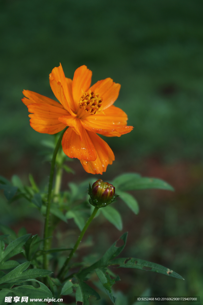 硫华菊