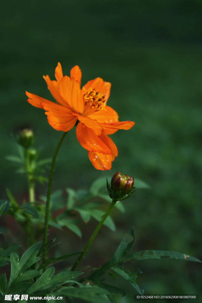 小黄花